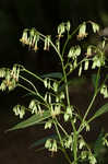 Tall rattlesnakeroot